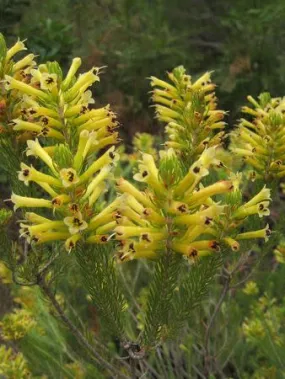 Erica pinea - Indigenous South African Heath Shrub -  10 seeds