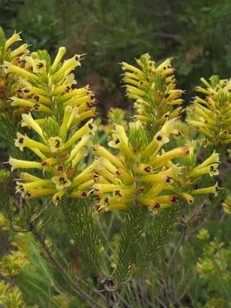 Erica pinea - Indigenous South African Heath Shrub -  10 seeds