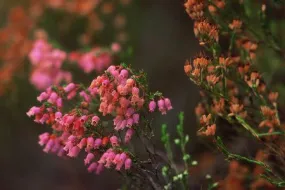 Erica tenella - Indigenous South African Heath Shrub -  10 seeds