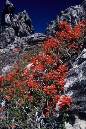 Erica tumida - Indigenous South African Heath Shrub -  10 seeds