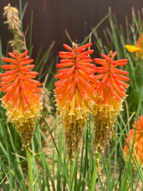 Red-Hot Poker Torch Lily Kniphofia uvaria 100 Seeds  USA Company