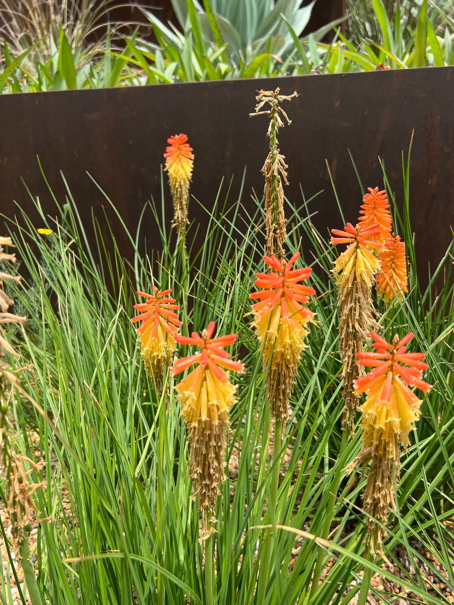 Red-Hot Poker Torch Lily Kniphofia uvaria 100 Seeds  USA Company