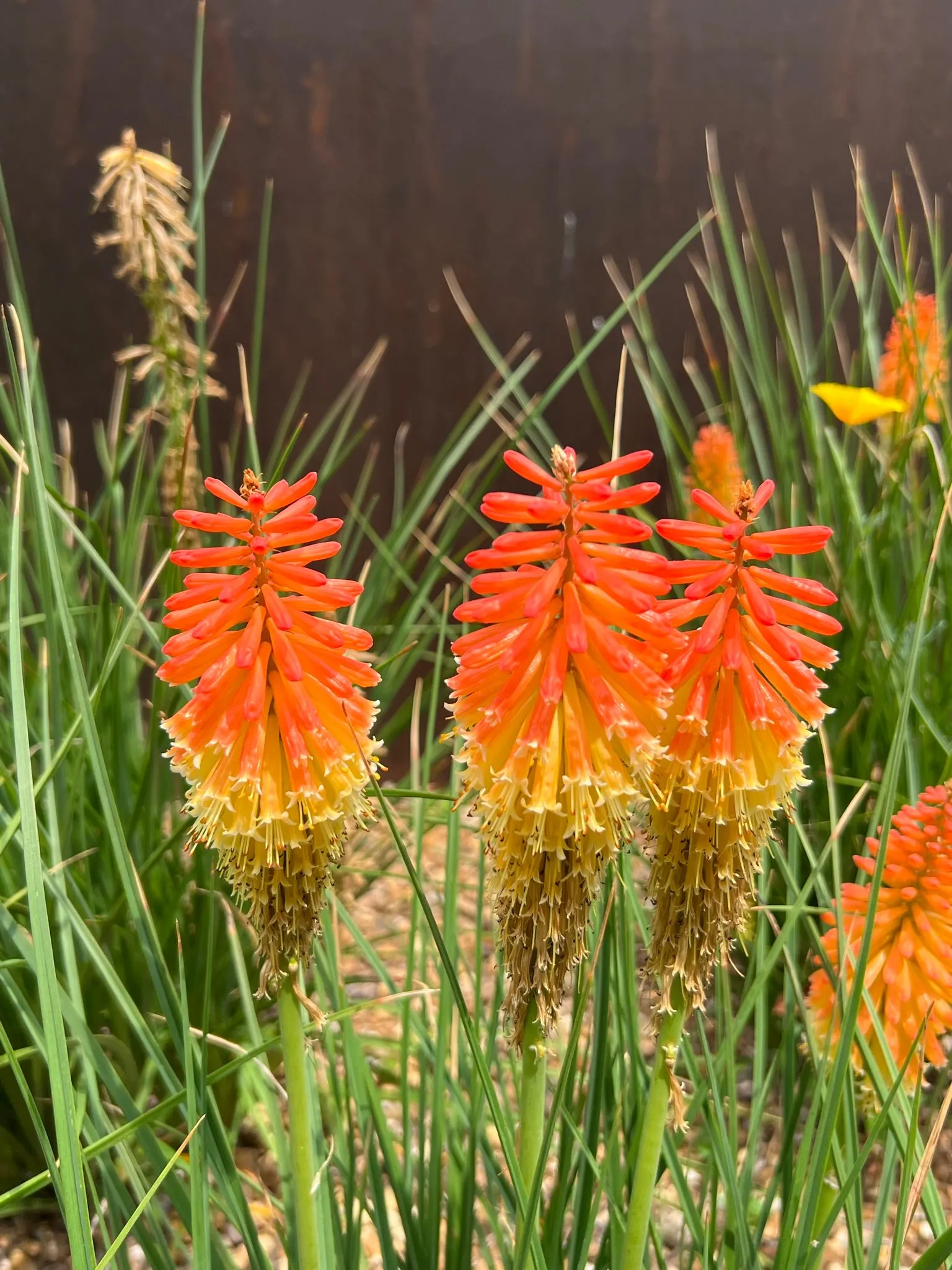 Red-Hot Poker Torch Lily Kniphofia uvaria 100 Seeds  USA Company