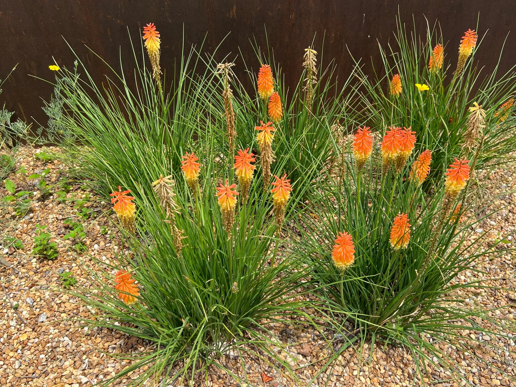 Red-Hot Poker Torch Lily Kniphofia uvaria 100 Seeds  USA Company