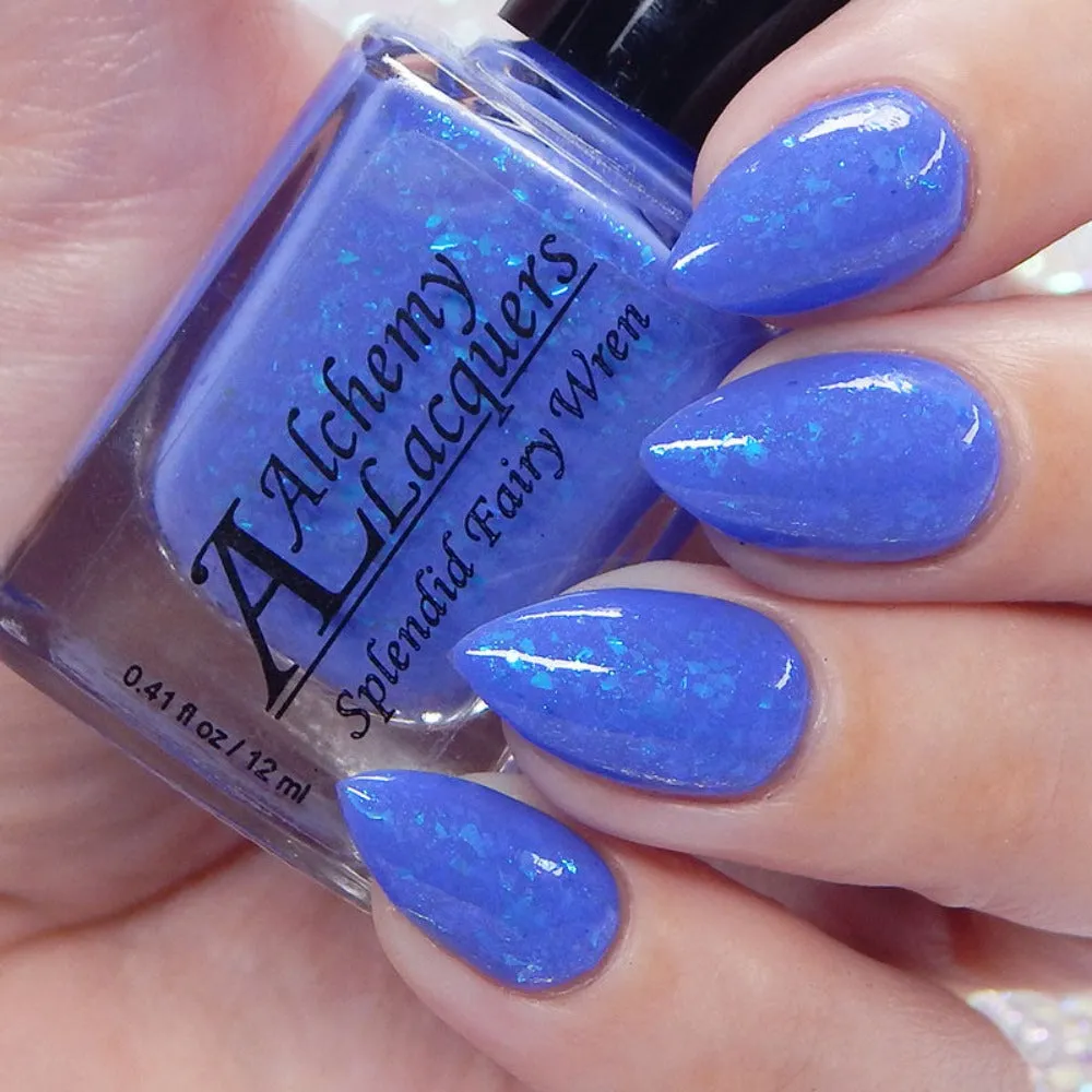 Splendid Fairy Wren